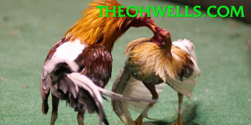 Đá Gà Trực Tiếp - Ưu đãi đặc biệt